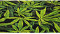 Weed Drawstring Bags Cannabis Weed Marijuana Leaf Waterproof Bags Drawstring Smoking Weed Pot Shit Drawstring Weed Bags supplier